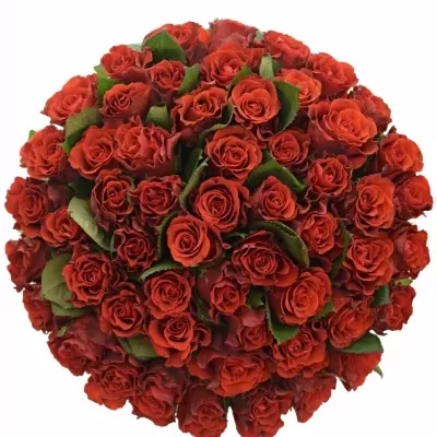 Kytice 55 červených růží RED CORVETTE 50cm