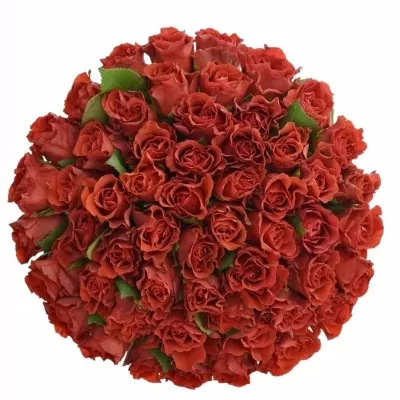 Kytice 55 červených růží RED CORVETTE S 40cm