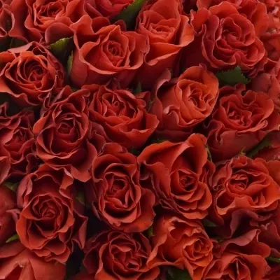 Kytice 55 červených růží RED CORVETTE S 40cm