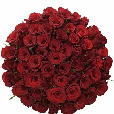 Kytice 55 červených růží RED DRAGON 40cm