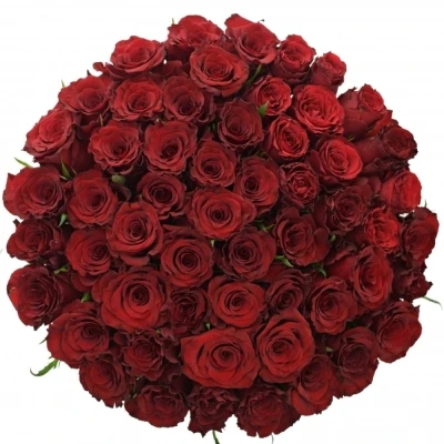 Kytice 55 červených růží RED MOUNTAIN 70 cm