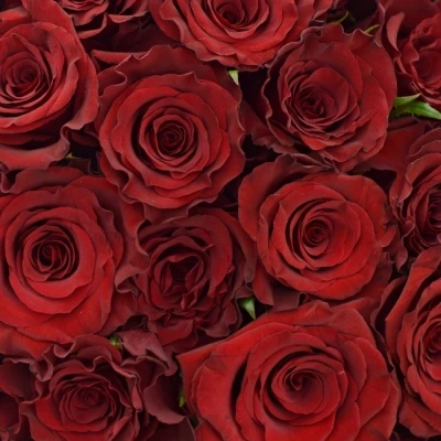 Kytice 55 červených růží RED MOUNTAIN 70 cm