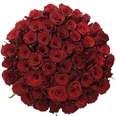 Kytice 55 červených růží RED MOUNTAIN 70 cm