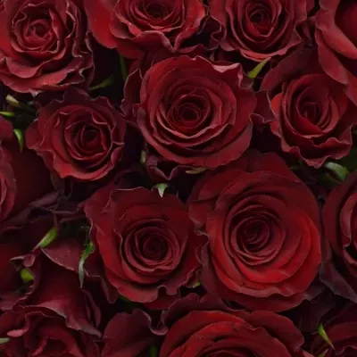 Kytice 55 červených růží RED PARIS 50cm