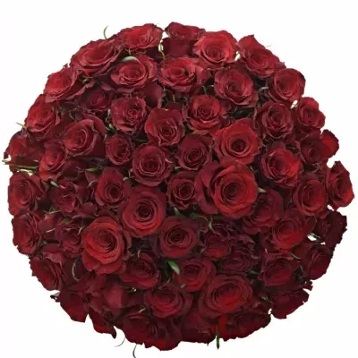 Kytice 55 červených růží RED PARIS 50cm