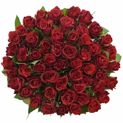 Jednodruhová kytice 55 červených růží RED RIBBON 60 cm