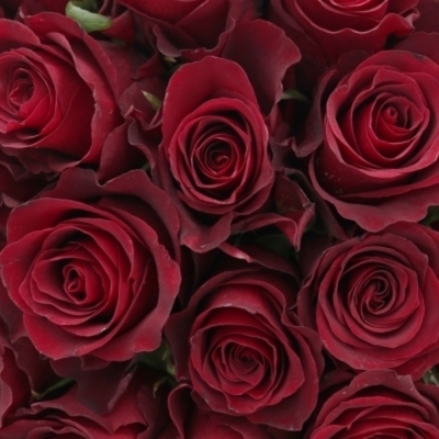 Kytice 55 červených růží REVOLUTION