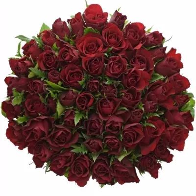 Kytice 55 červených růží RHYTHM 60cm