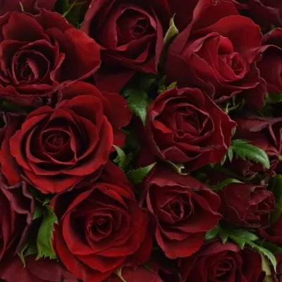 Kytice 55 červených růží RHYTHM 50cm