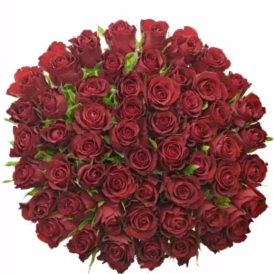 Kytice 55 červených růží SAMOURAI 60cm