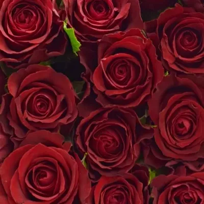 Kytice 55 červených růží SAMOURAI 40cm