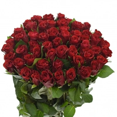 Kytice 55 červených růží SIMPLY RED