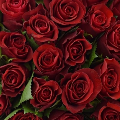 Kytice 55 červených růží SIMPLY RED