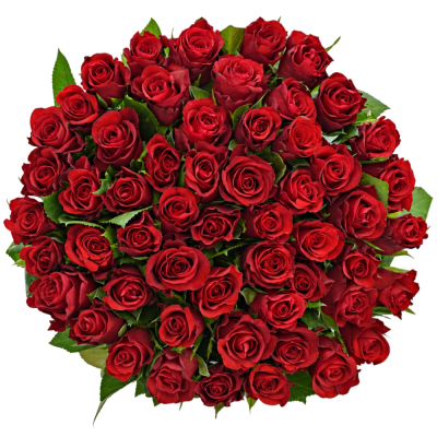 Kytice 55 červených růží SIMPLY RED