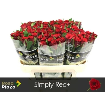 Kytice 55 červených růží SIMPLY RED