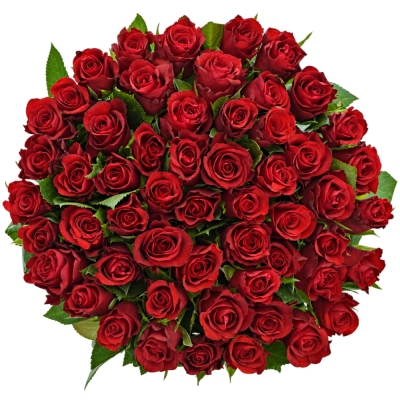 Jednodruhová kytice 55 červených růží SIMPLY RED 70 cm