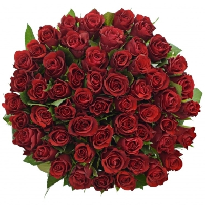Kytice 55 červených růží SIMPLY RED