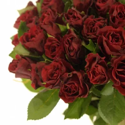 Kytice 55 červených růží TORERO