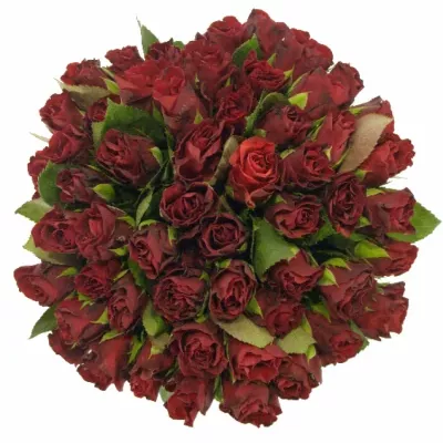 Kytice 55 červených růží TORERO 40cm
