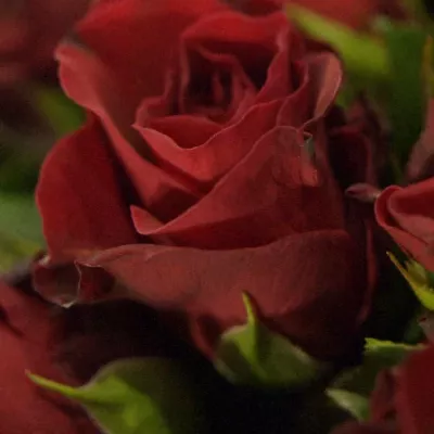 Kytice 55 červených růží TORERO
