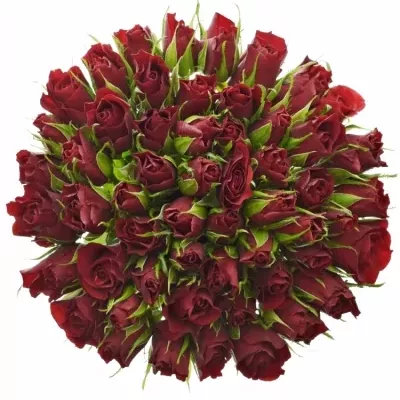 Kytice 55 červených růží VALENTINO 40cm