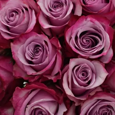 Kytice 55 fialových růží DEEP PURPLE 40cm