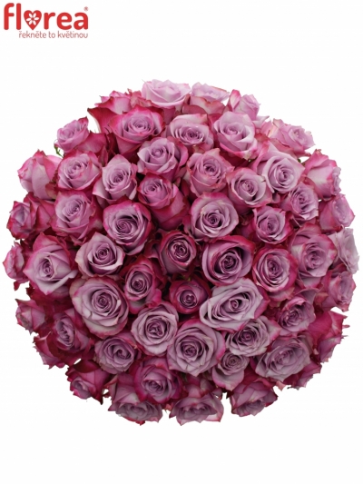Kytice 55 fialových růží DEEP PURPLE 60cm