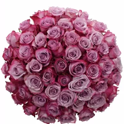 Kytice 55 fialových růží DEEP PURPLE 40cm