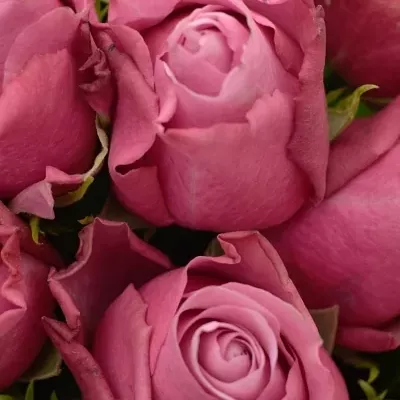 Kytice 55 fialových růží DEEP WATER 40cm