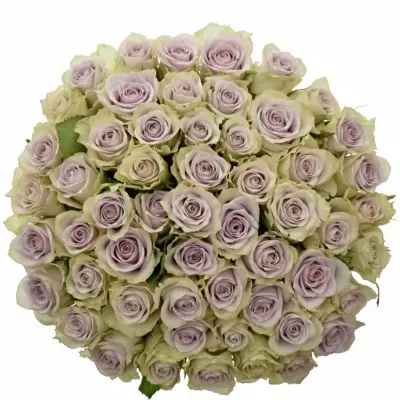 Kytice 55 fialových růží FIFTH AVENUE! 40cm