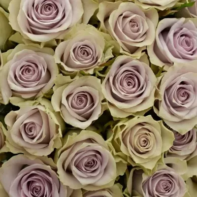 Kytice 55 fialových růží FIFTH AVENUE! 40cm