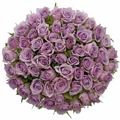 Kytice 55 fialových růží JAZZ 40cm