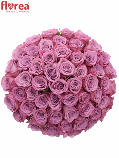 Kytice 55 fialových růží MARITIM 50cm