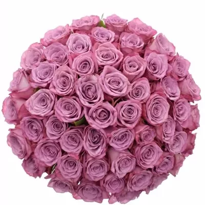 Kytice 55 fialových růží MARITIM 60cm