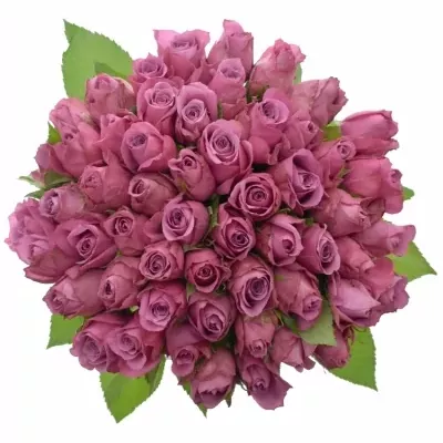 Kytice 55 fialových růží NEW ORLEANS 70cm