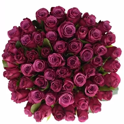 Kytice 55 fialových růží SHOGUN 40cm