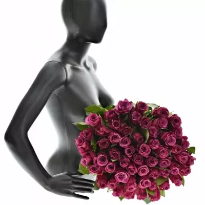 Kytice 55 fialových růží SHOGUN 40cm