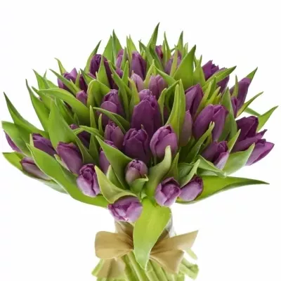Kytice 55 fialových tulipánů LAPTOP 30cm