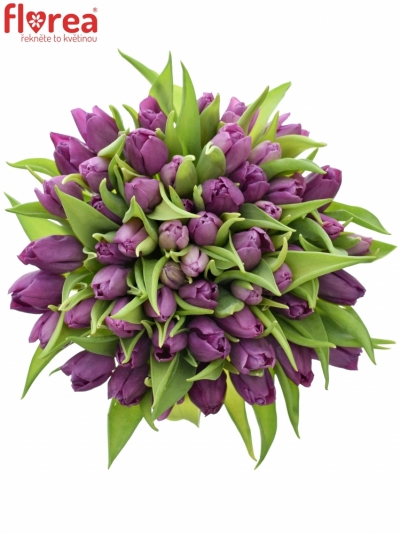 Kytice 55 fialových tulipánů 30cm