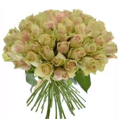 Kytice 55 krémovozelených  růží LA BELLE 50cm