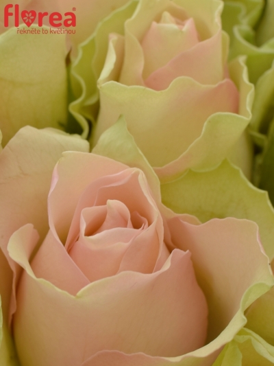 Kytice 55 krémovozelených  růží LA BELLE 50cm