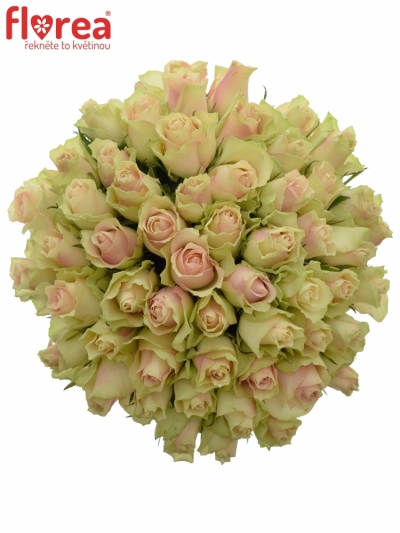 Kytice 55 krémovozelených  růží LA BELLE 40cm