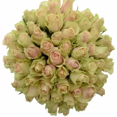 Kytice 55 krémovozelených  růží LA BELLE 70cm