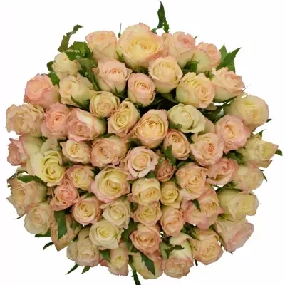 Kytice 55 krémových růží MARILYN 50cm