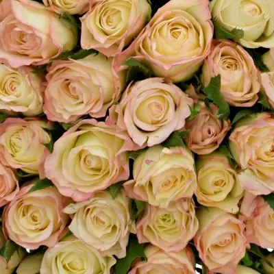 Kytice 55 krémových růží MARILYN 50cm