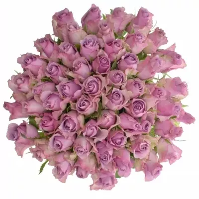 Kytice 55 fialových růží NIGHTINGALE 70cm