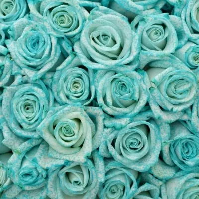 Kytice 55 ledově modrých růží ICE BLUE VENDELA
