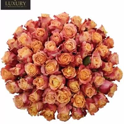 Kytice 55 luxusních růží 3D 70cm