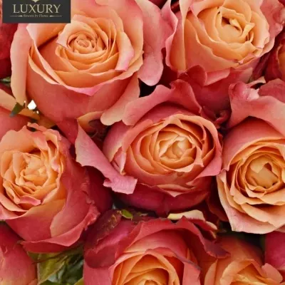 Kytice 55 luxusních růží 3D 80cm