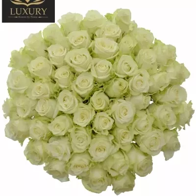 Kytice 55 luxusních růží ADALONIA 70cm